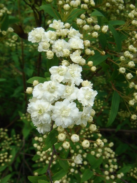 Spiraea cantoniensis 3